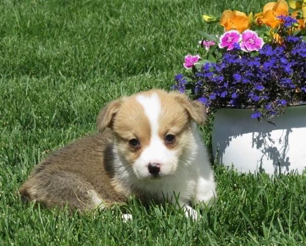 Pembroke Welsh Corgi Puppies
