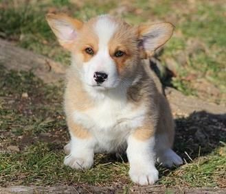Pembroke Welsh Corgi puppies