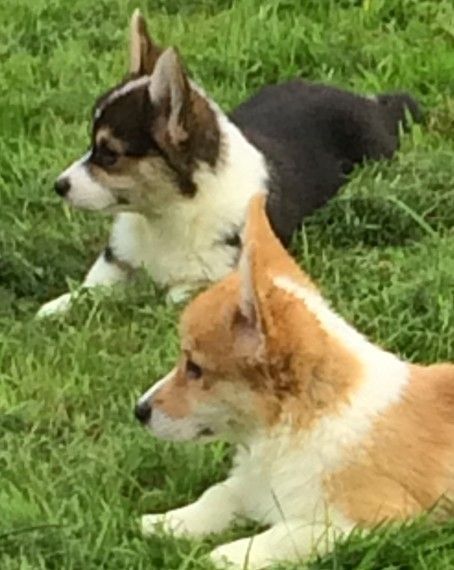 Outstanding Litter Of Pembrokshire Corgies