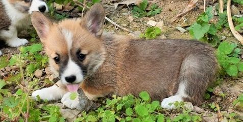 Pembroke Welsh Corgi Puppies for Sale