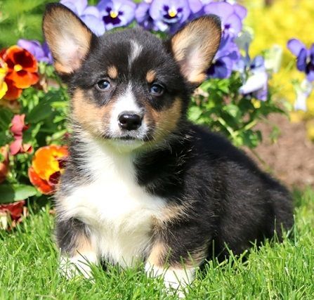 Registered pembroke welsh corgi puppies