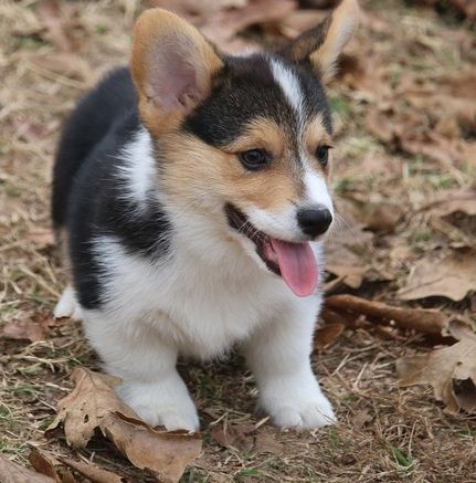 Male And Female Pembroke Welsh Corgi Puppies