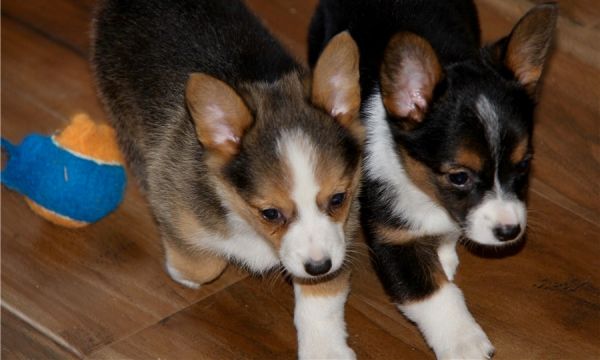 Male and female Pembroke Welsh Corgi puppies