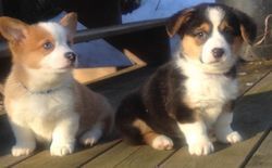 Lovely Pembroke Welsh Corgi Puppies