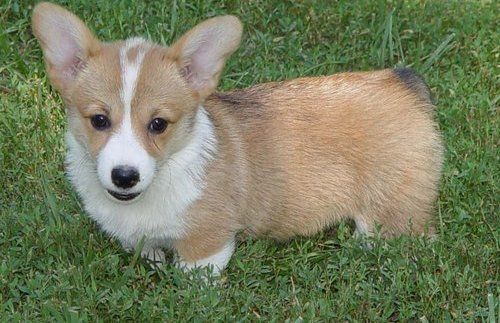Healthy Pembroke Welsh Corgi puppies available
