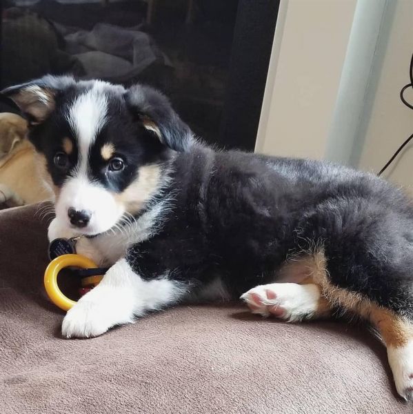 Reli Pembroke Welsh Corgi Ready Now