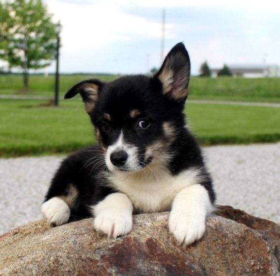 Cute Corgi puppies For Sale. Text (***) ***-***2