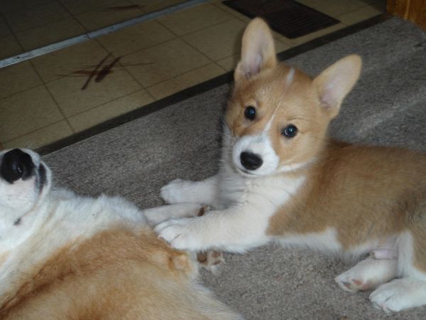 Pure Breed Pembroke Welsh Corgi Puppies