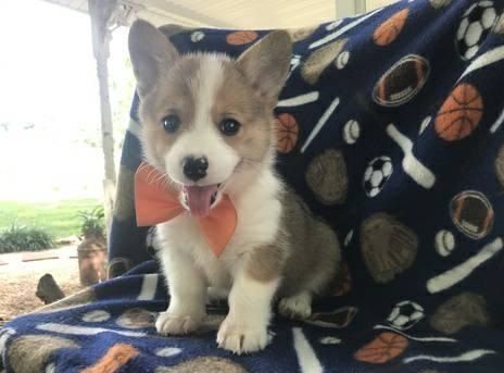 Beautiful Pembroke Welsh Corgi Pups