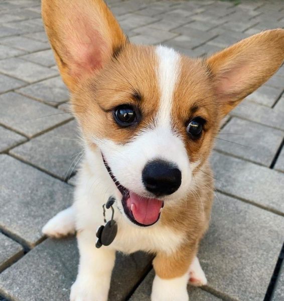Extremely sweet Pembroke Welsh Corgi for sale