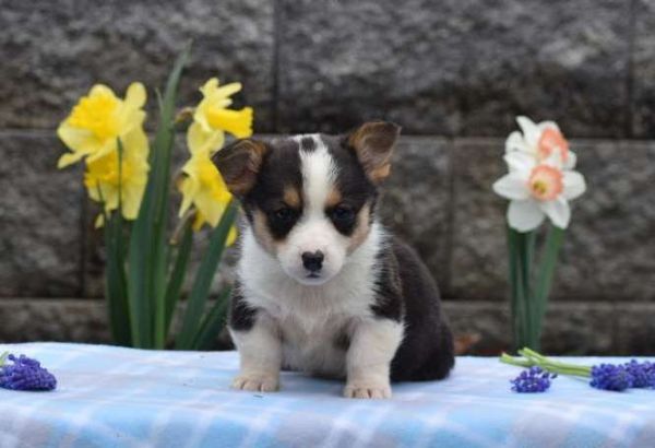 Cute Corgi puppies