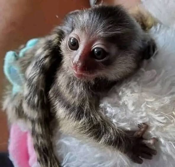 Adorable and lovely Marmoset monkeys for adoption