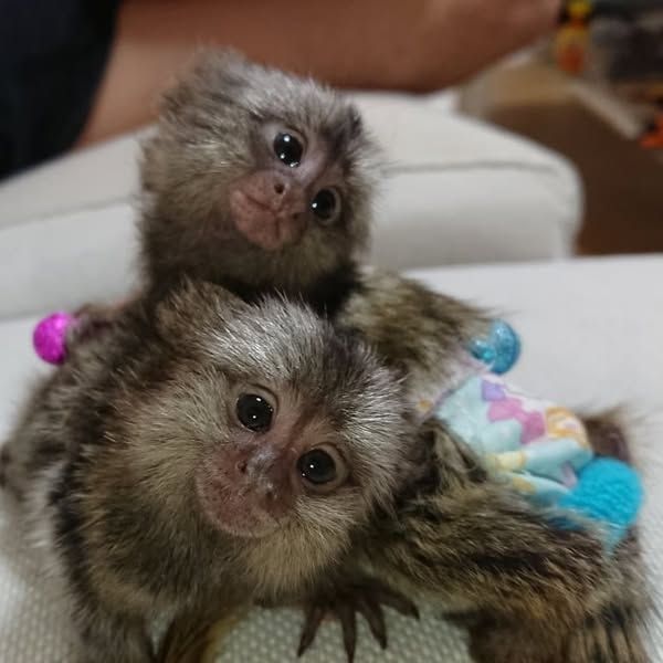 Lovely Marmoset Monkeys for adoption