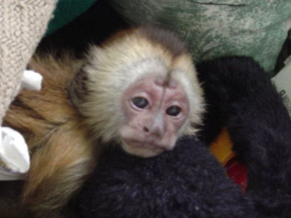 Lovely Capuchin Monkeys Text ***