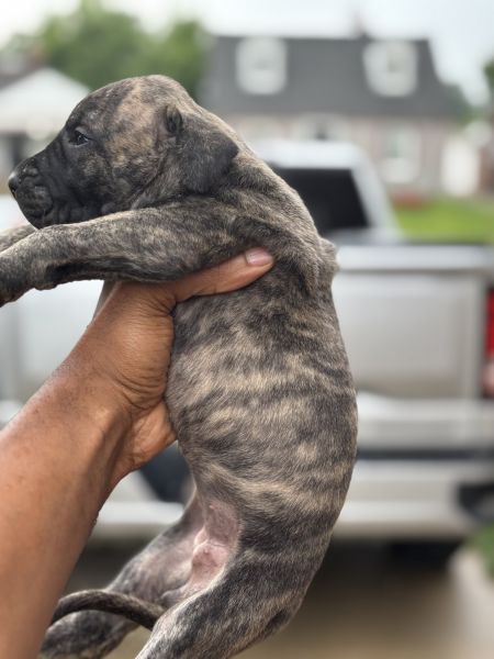 Quality Presa Canario puppies for sale