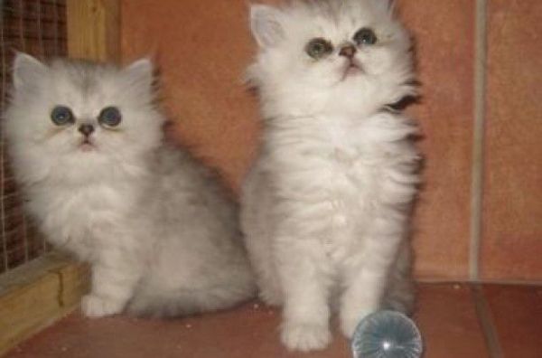 AZXDTH Persian kittens