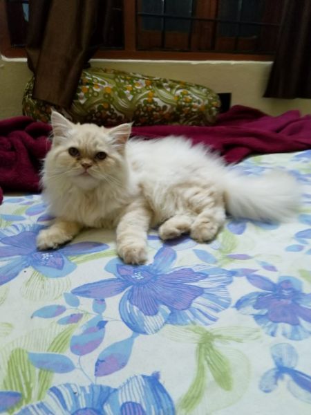 White persian
