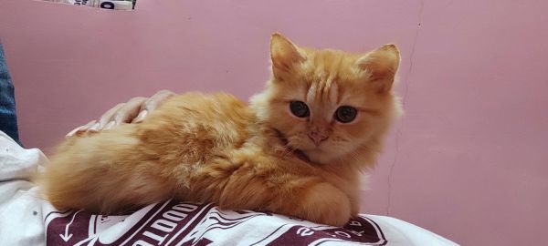 Persian female kitten