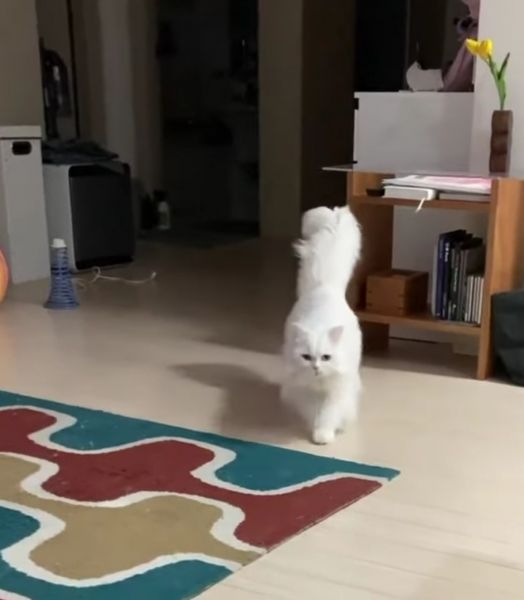 Parsian cat pure white