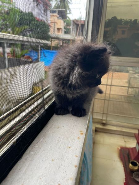 Coffee/Caramel/Black/Grey mix fluffy Persian kittens