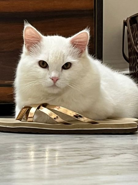 PERSIAN WHITE CAT FOR SALE