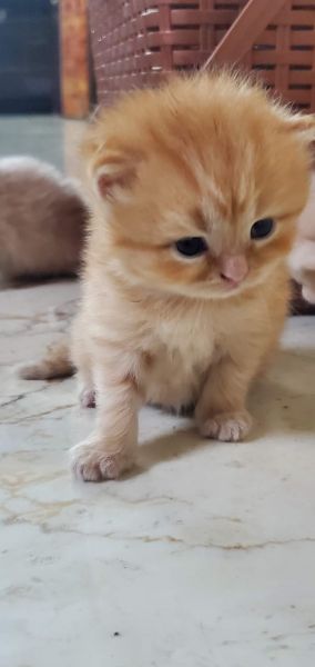 Persian cat for sale