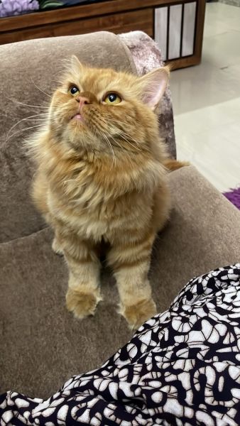 Male and female playfull cat