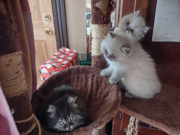 3 male Himalayan Persians