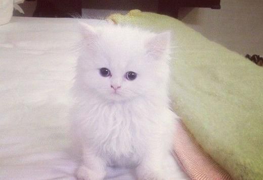 GORGEOUS TEACUP PERSIAN KITTENS.