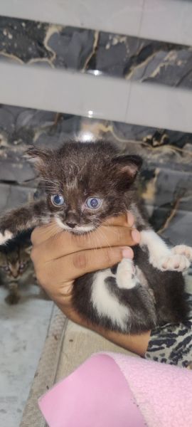 Kitten with 3 little cat