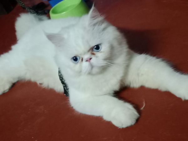 Persian cat for sale
