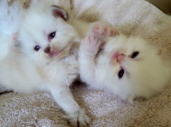 Registered Persian kittens
