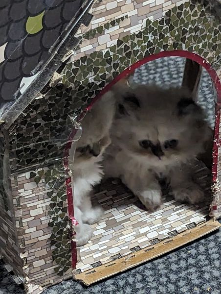 Persian and Himalayan kittens