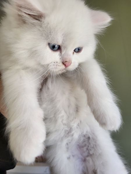 Persian Kitten Female