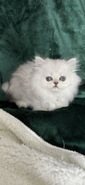 Shaded Silver Persian male kitten