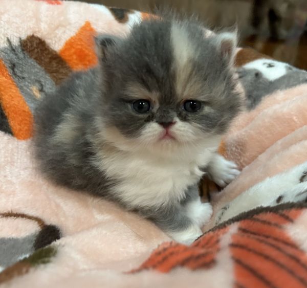Persian Calico Kittens