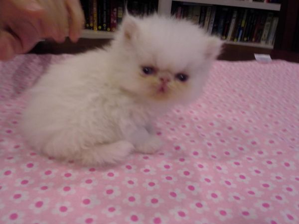 Persian kitten