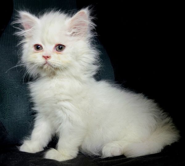 PERSIAN DOLLFACE KITTEN ***