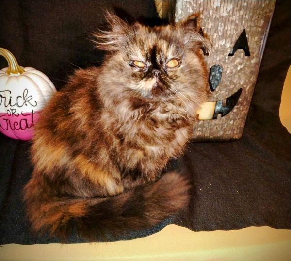 Hot TortoiseShell Persian