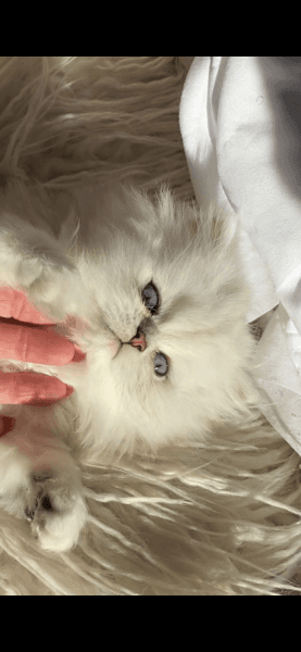 Persian kitten