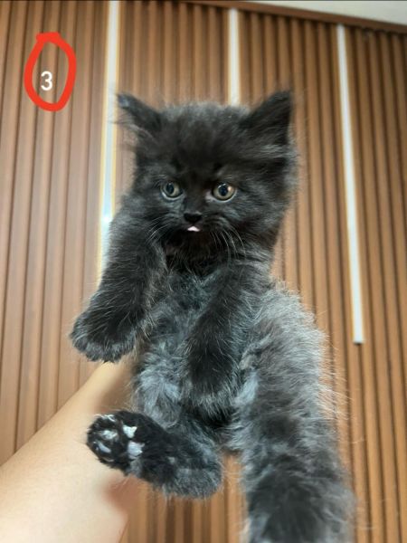 pure persian kittens