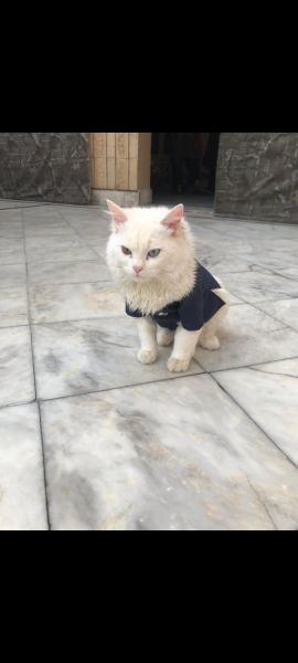 Beautiful Percian Kitten With Unique Odd eyes