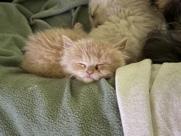 Beautiful family raised kittens