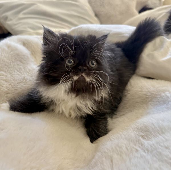 Persian Kittens Looking for a New Home