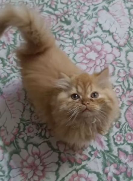 Ginger Persian Cat