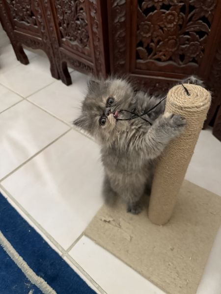 For sale Persian kitten