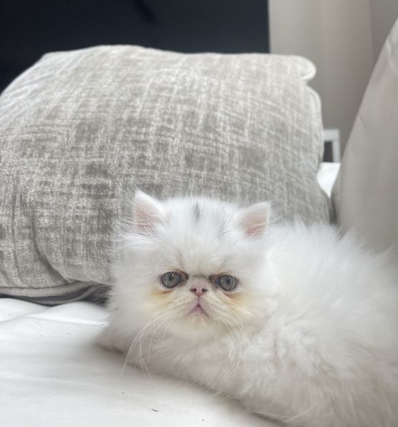 Adorable Baby Persian Kittens for Sale