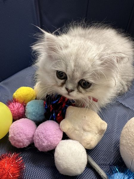 Persian blue and white