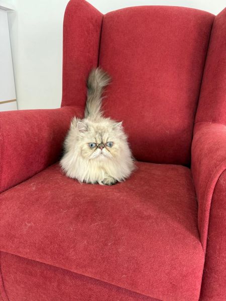 Gata Persa Única de 3 años – Castrada, con Papeles y Ojos Mágicos