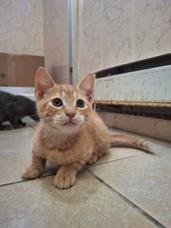 remarkable kittens looking for forever homes